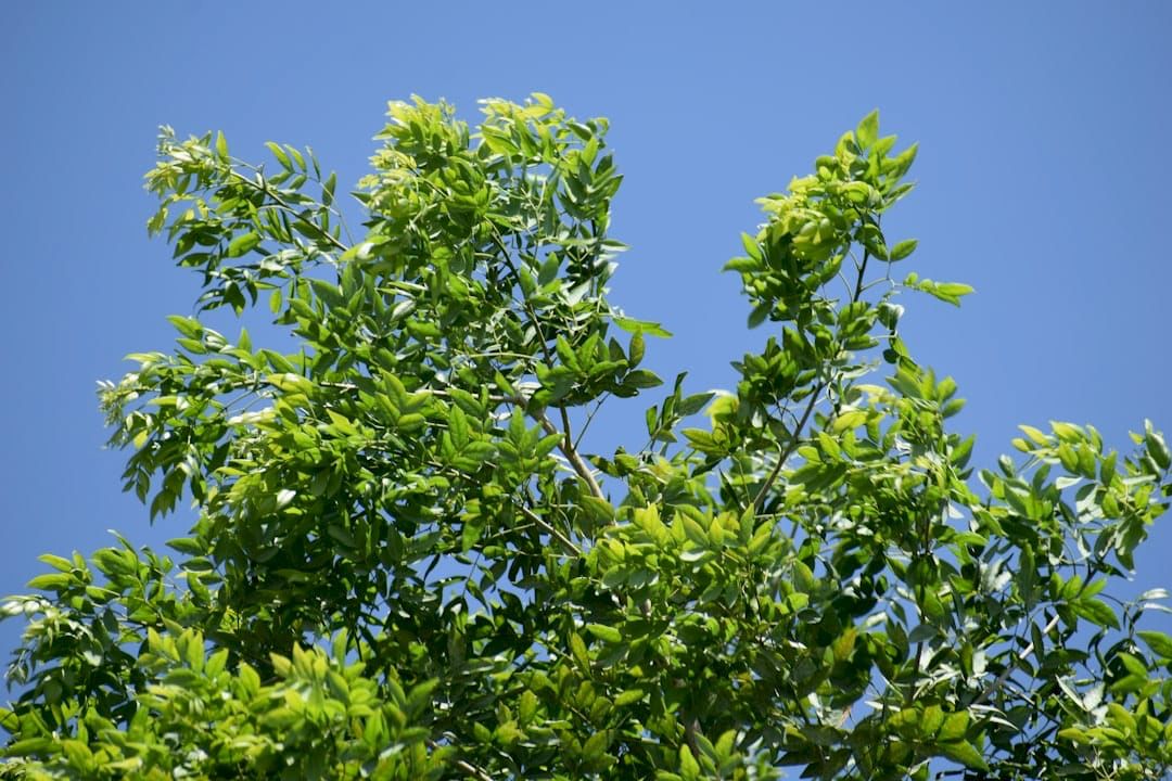 Wind Breeze